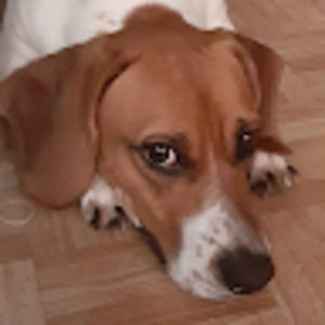 Meet your Posher, Dia